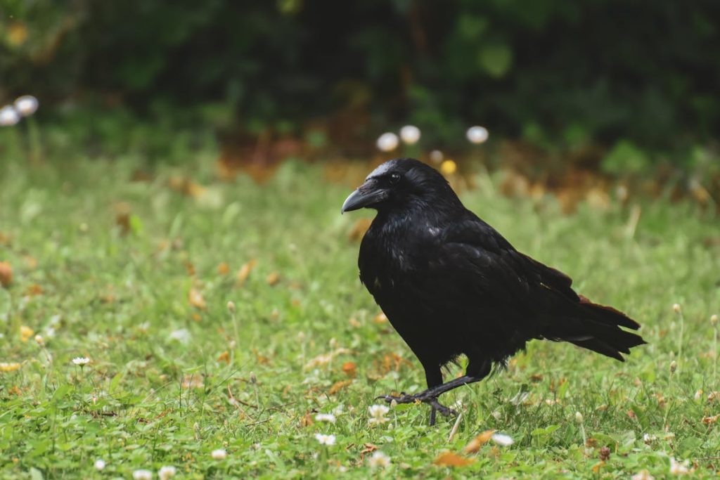 Virginia Birds